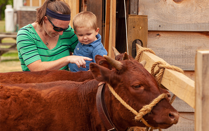 Mon and son observing cow