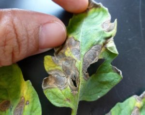 early blight tomato leaf diseases