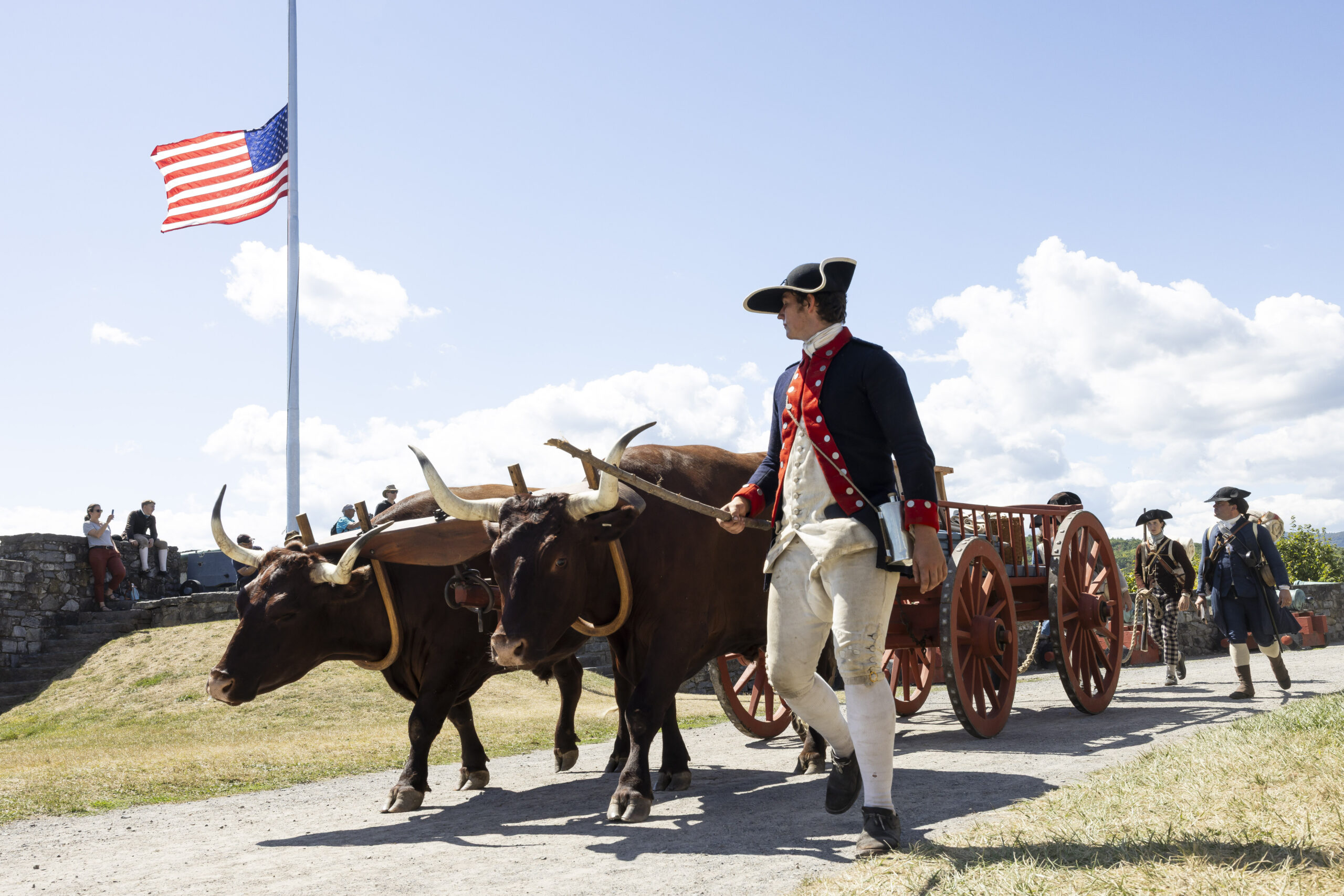 oxen